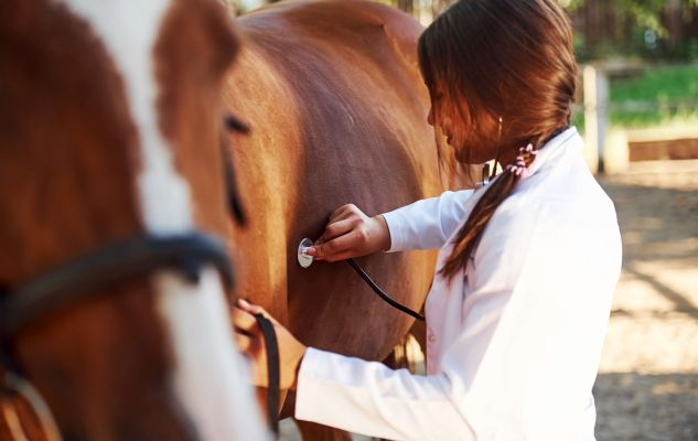 Exames Essenciais: Proteja Seu Investimento na Equinocultura