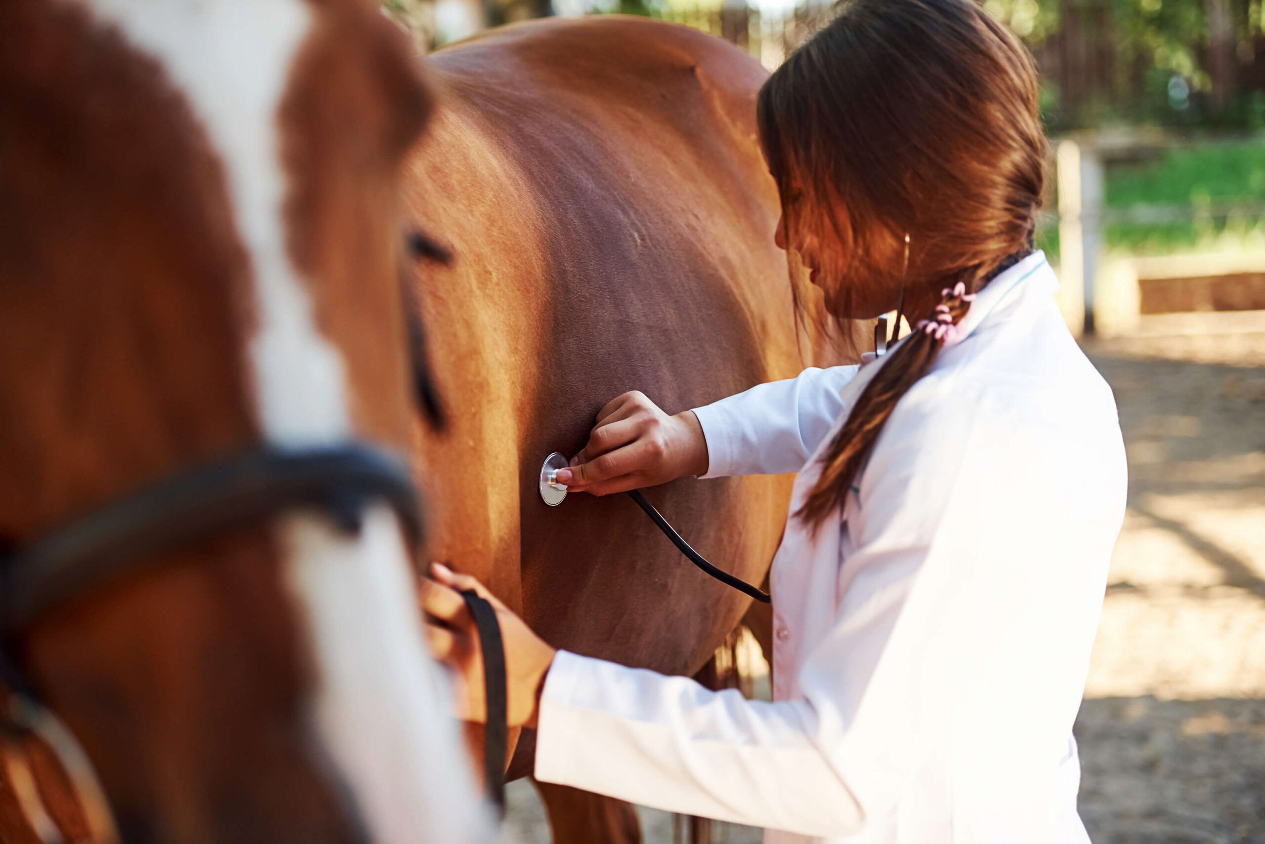 Exames Essenciais: Proteja Seu Investimento na Equinocultura