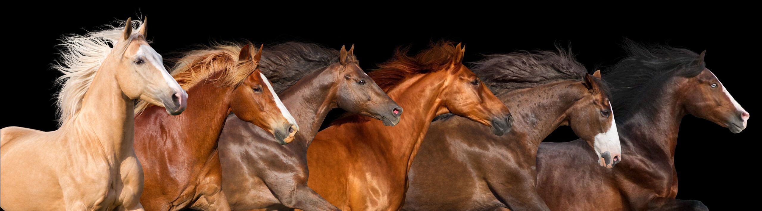 Assessoria Jurídica – Equinocultura 